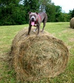 American Pitbull Terrier in the mountains