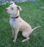 American Pitbull Terrier Jackson