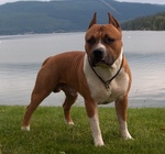 American Staffordshire Terrier at Lake