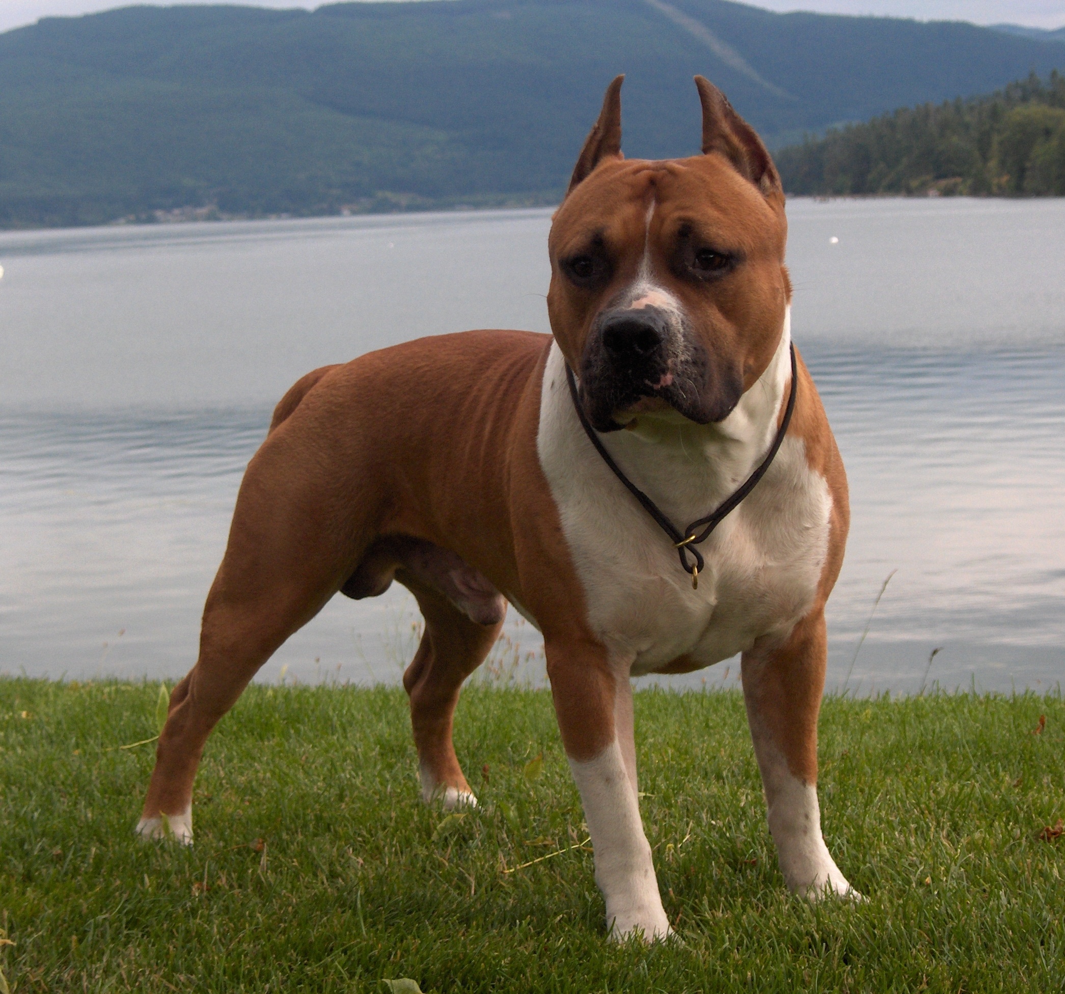 American Staffordshire Terrier at Lake photo and wallpaper. Beautiful