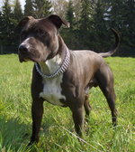 American Staffordshire Terrier Jack