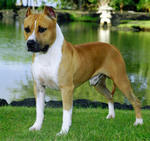 American Staffordshire Terrier on the lake