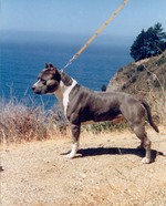 American Staffordshire Terrier on the seaside