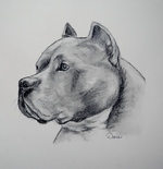 American Staffordshire Terrier 