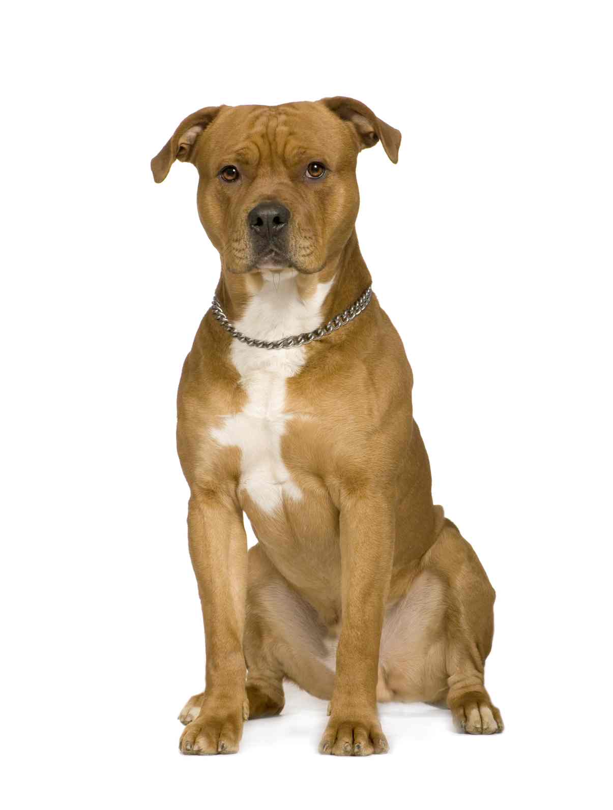 American Staffordshire Terrier portret photo and wallpaper. Beautiful