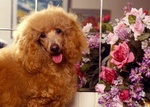 American Water Spaniel and flowers