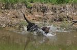 American Water Spaniel in the water