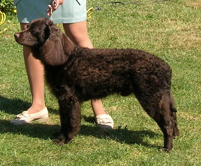 American Water Spaniel wallpaper