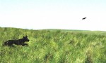 American Water Spaniel playing with a toy