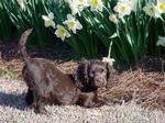 American Water Spaniel puppy