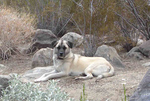 Anatolian Shepherd Dog