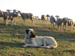 Anatolian Shepherd Dog herding sheep