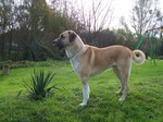 Anatolian Shepherd Dog in the garden