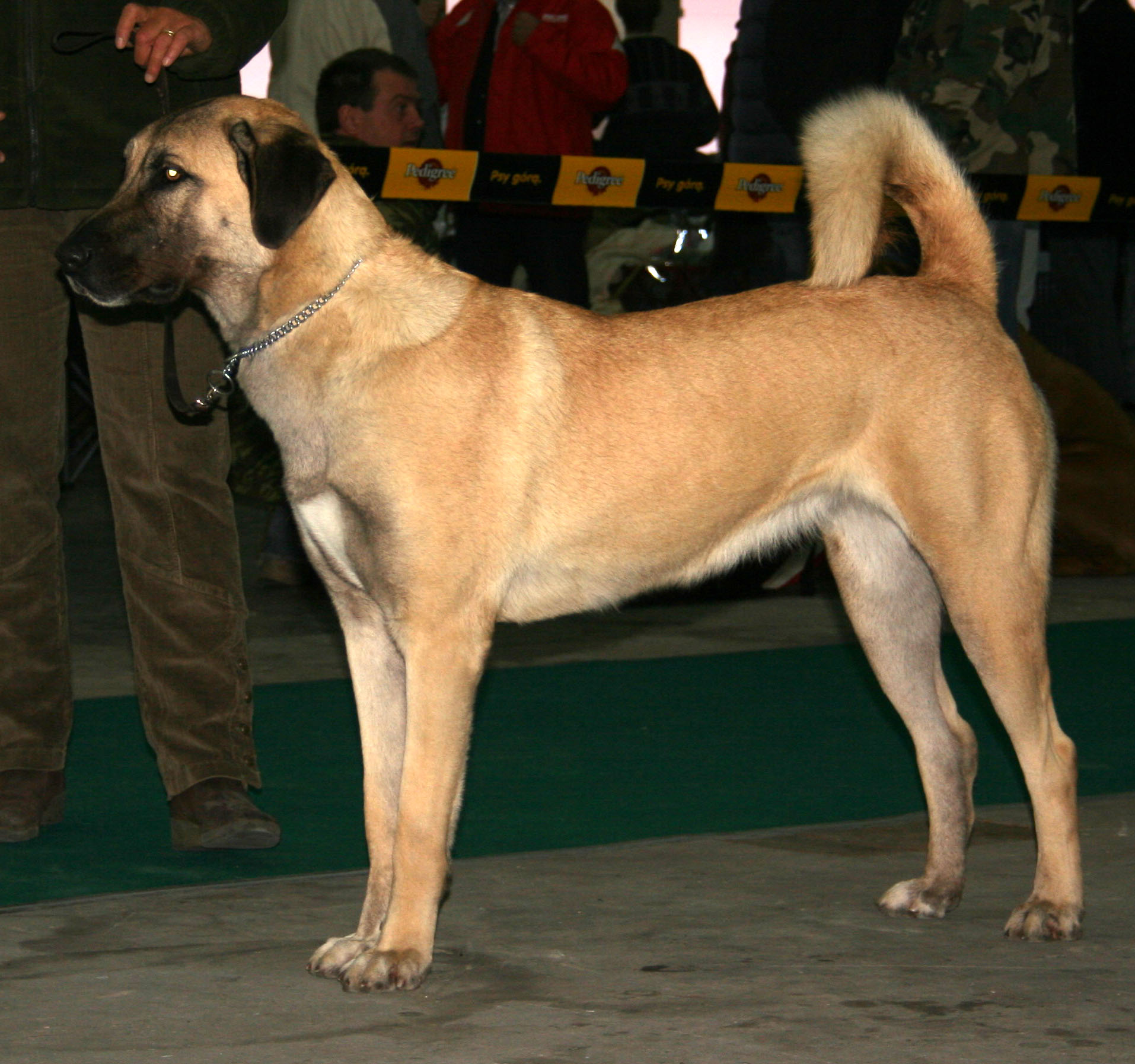 Anatolian Shepherd Dog wallpaper