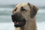 Anatolian Shepherd Dog portret