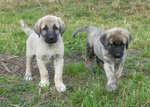 Anatolian Shepherd Dog puppies