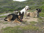 Anatolian Shepherd Dogs group