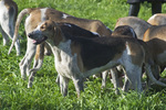 Anglo-Francais de Petite Venerie dogs