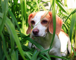 Anglo-Francais de Petite Venerie puppy in the grass