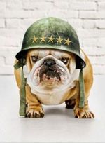 Angry Veterans Day Bulldog