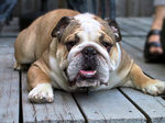 Angry White English Bulldog looking at you