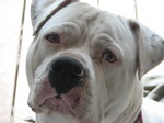 Antebellum Bulldog face