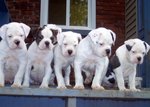 Antebellum Bulldog puppies