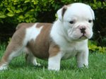 Antebellum Bulldog puppy