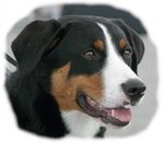 Appenzeller Sennenhund dog face