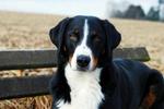 Appenzeller Sennenhund dog on the field