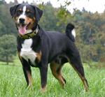 Appenzeller Sennenhund dog on the grass