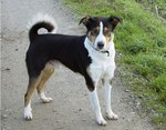 Appenzeller Sennenhund dog on the road