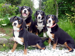 Appenzeller Sennenhund dogs