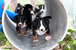 Appenzeller Sennenhund puppies in the pipe