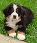 Appenzeller Sennenhund puppy