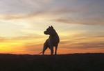 Argentine Dogo against the sunset