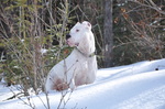Argentine Dogo on the snow