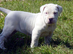 Argentine Dogo puppy