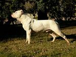  Argentine Dogo side view