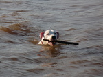 Argentine Dogo swimming with a stick