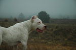 Argentine Dogo in the darkness