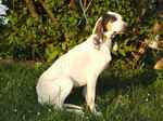 Ariege Pointer dog