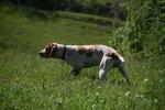 Ariege Pointer in the meadow