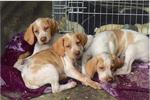 Ariege Pointer puppies