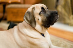 Attentive English Mastiff dog