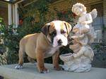 Australian Bulldog and a statue
