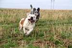 Australian Bulldog playing with a dog