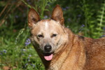 Australian Cattle Dog