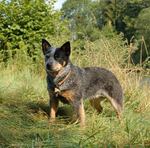 Australian Cattle Dog in the forest