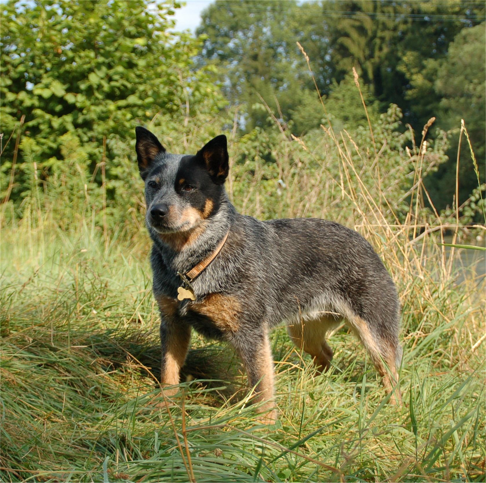 Australian Cattle Dog in the forest photo and wallpaper. Beautiful